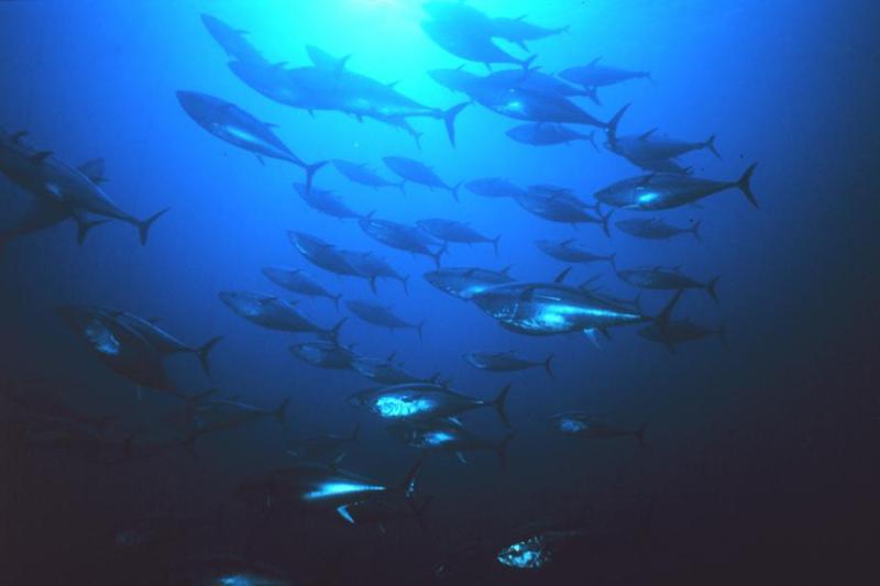 Bluefin Tuna